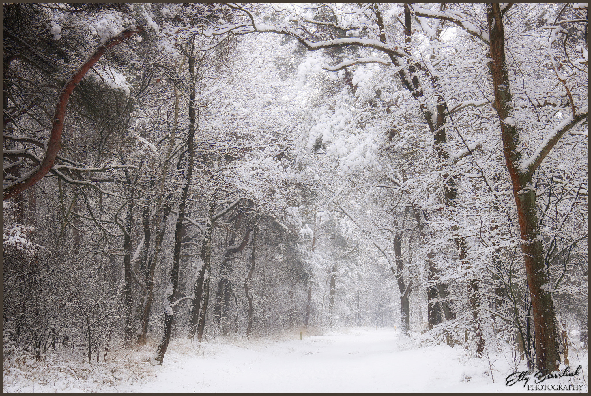 Canon EOS 760D (EOS Rebel T6s / EOS 8000D) sample photo. Magical forest photography