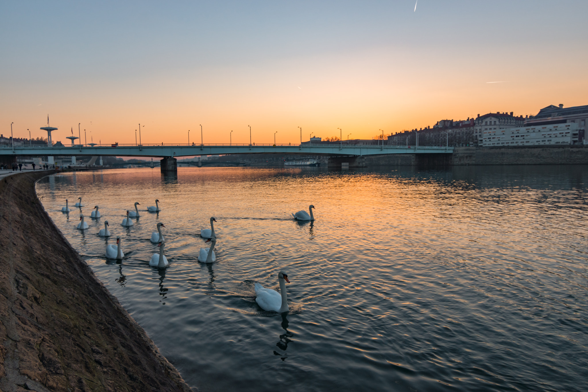 20mm F2.8 sample photo. Swans photography
