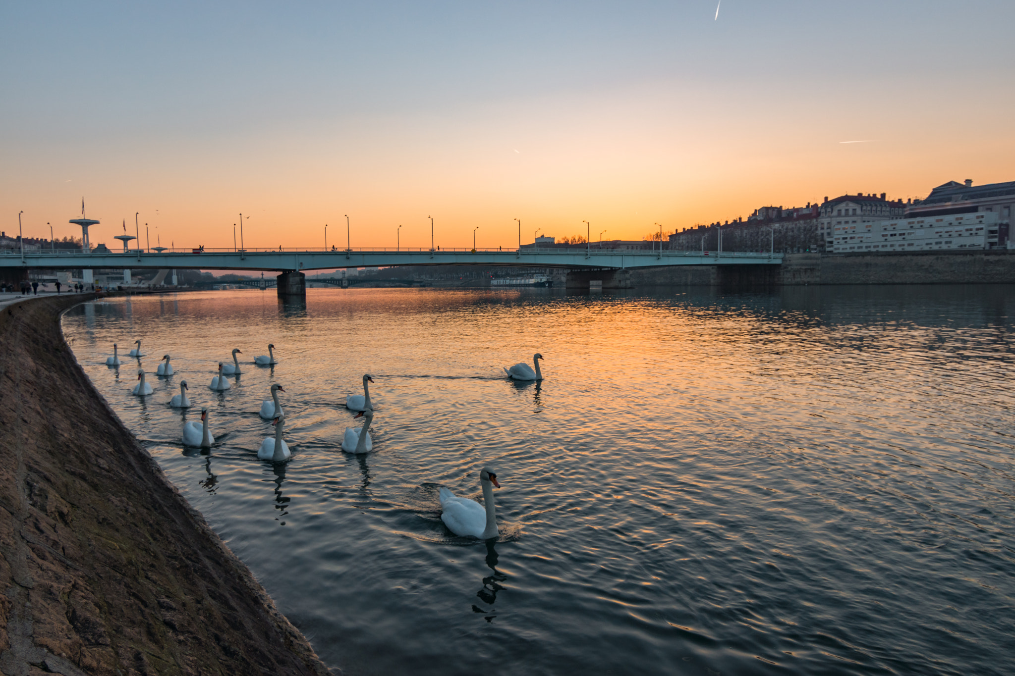 Sony SLT-A77 + 20mm F2.8 sample photo. Swans photography