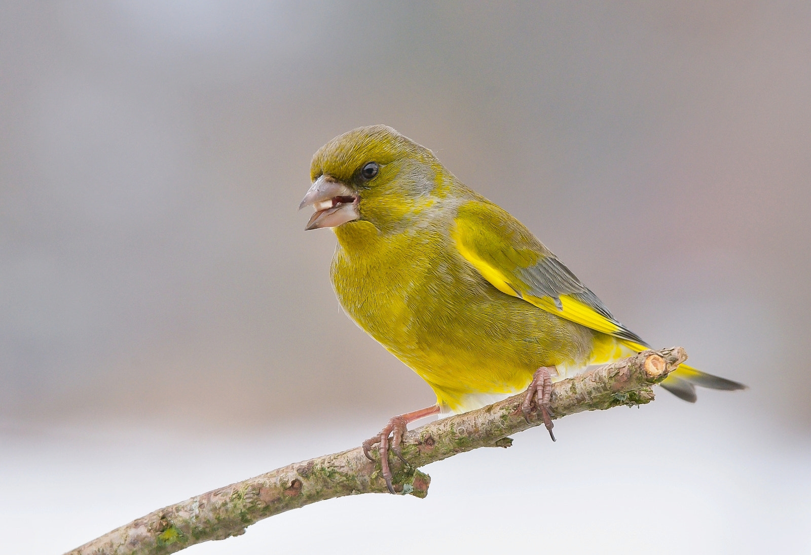 Sigma 120-400mm F4.5-5.6 DG OS HSM sample photo. Greenfinch photography
