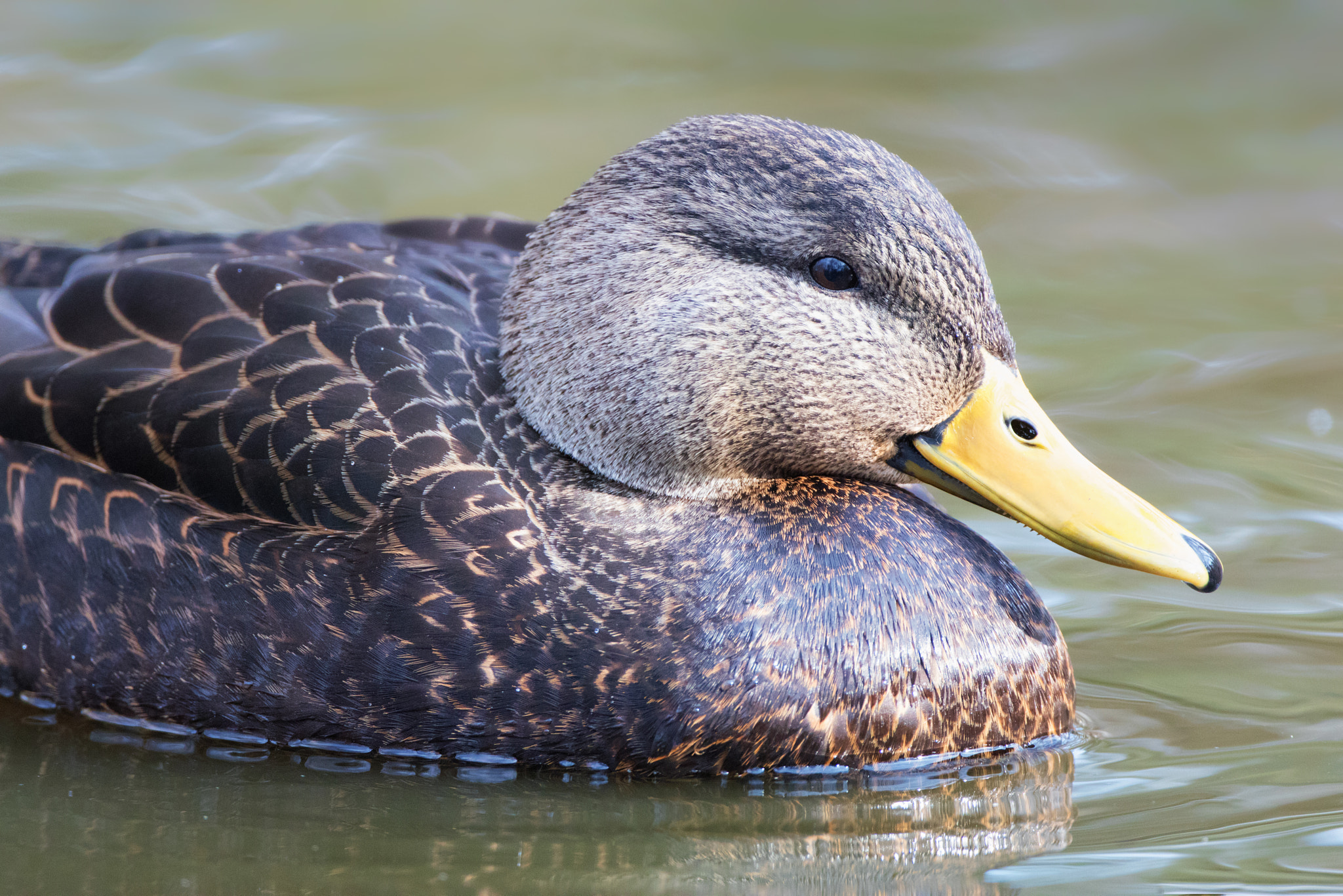 Canon EOS 80D + Canon EF 500mm F4L IS USM sample photo. American black duck photography