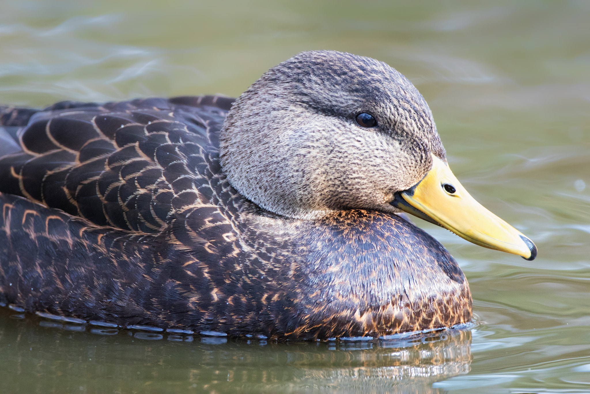 Canon EF 500mm F4L IS USM sample photo. American black duck photography