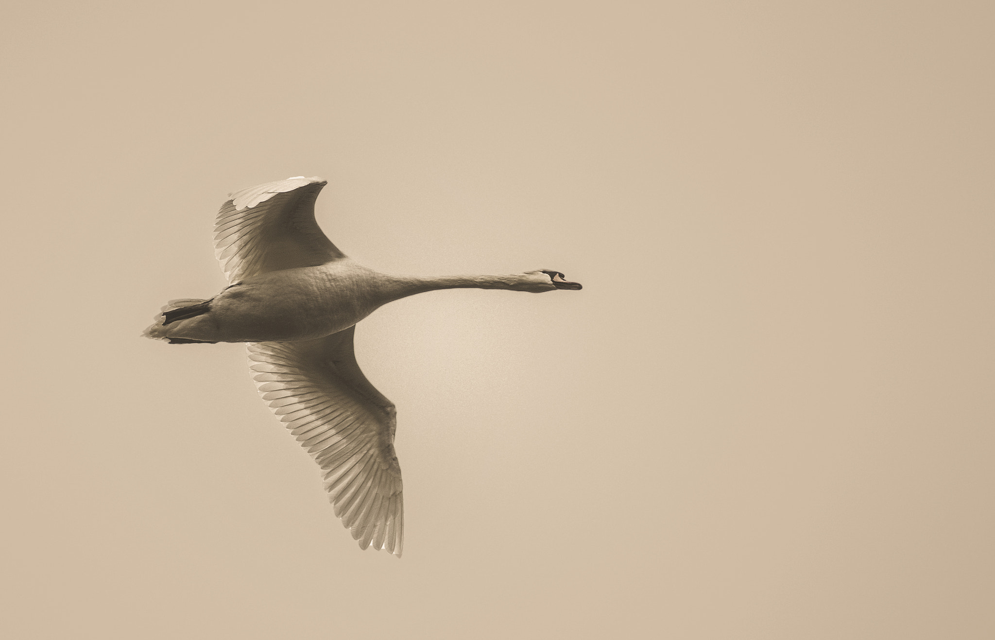 Pentax smc DA* 200mm F2.8 ED (IF) SDM sample photo. Lone swan photography