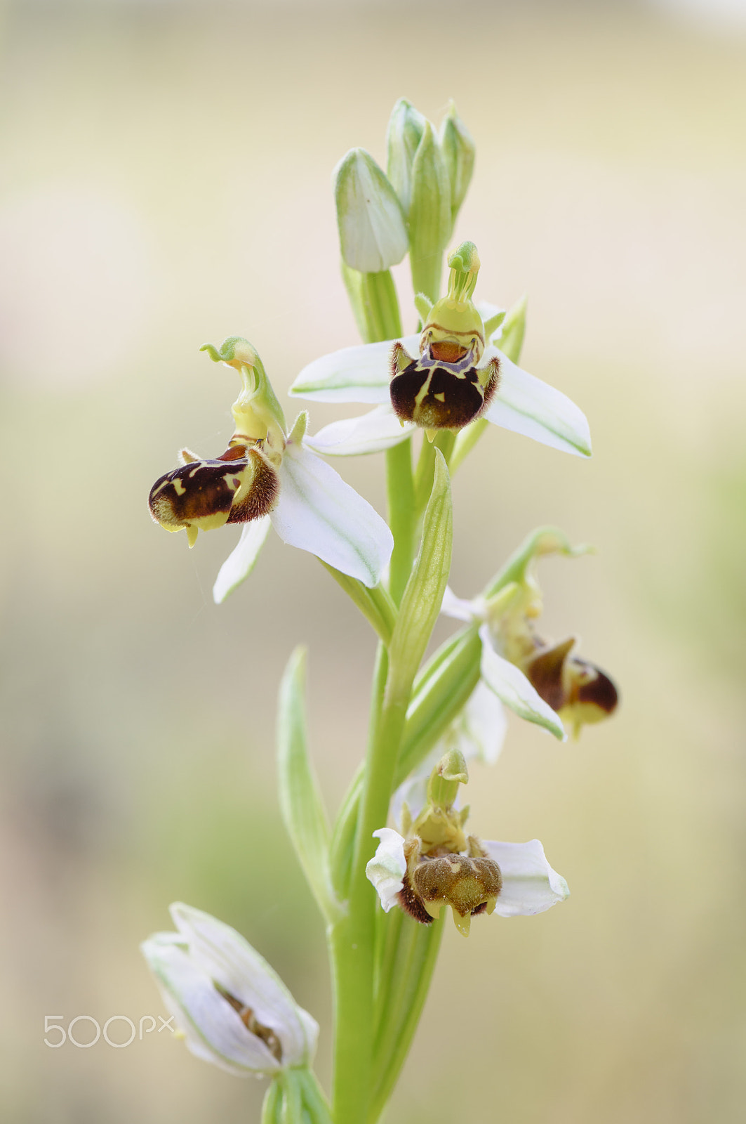 Nikon AF-S Micro-Nikkor 105mm F2.8G IF-ED VR sample photo. Bienen ragwurz, ophrys apifera, bee orchid photography