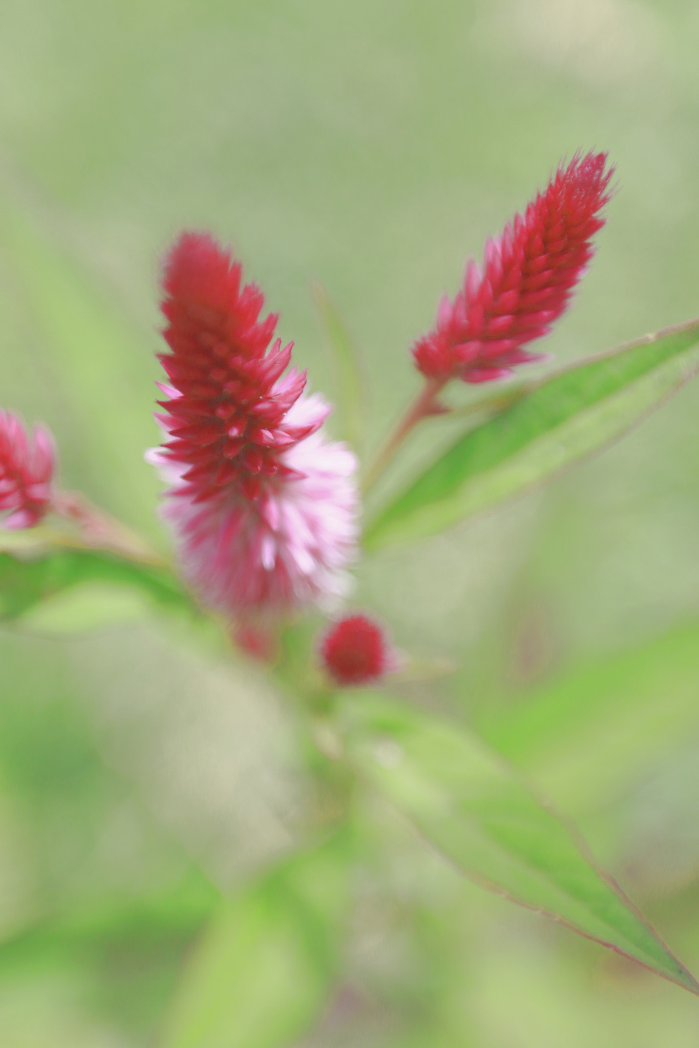Canon EF 16-35mm F2.8L II USM sample photo. Soft i. photography