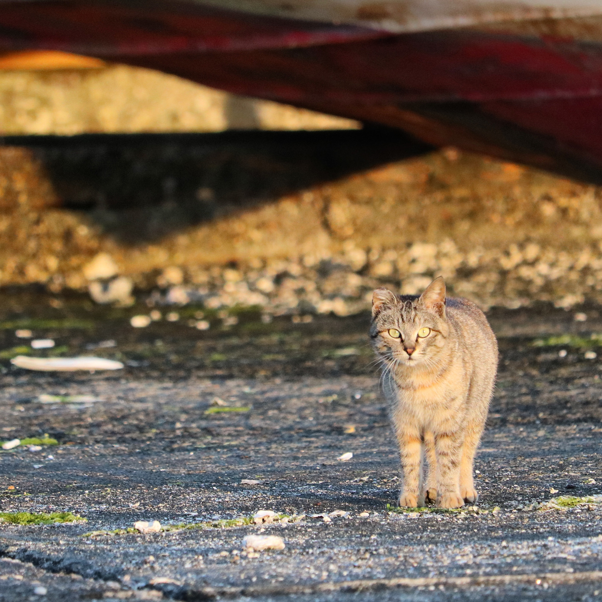 Canon EOS 750D (EOS Rebel T6i / EOS Kiss X8i) + Canon EF-S 55-250mm F4-5.6 IS STM sample photo. Stray cat photography