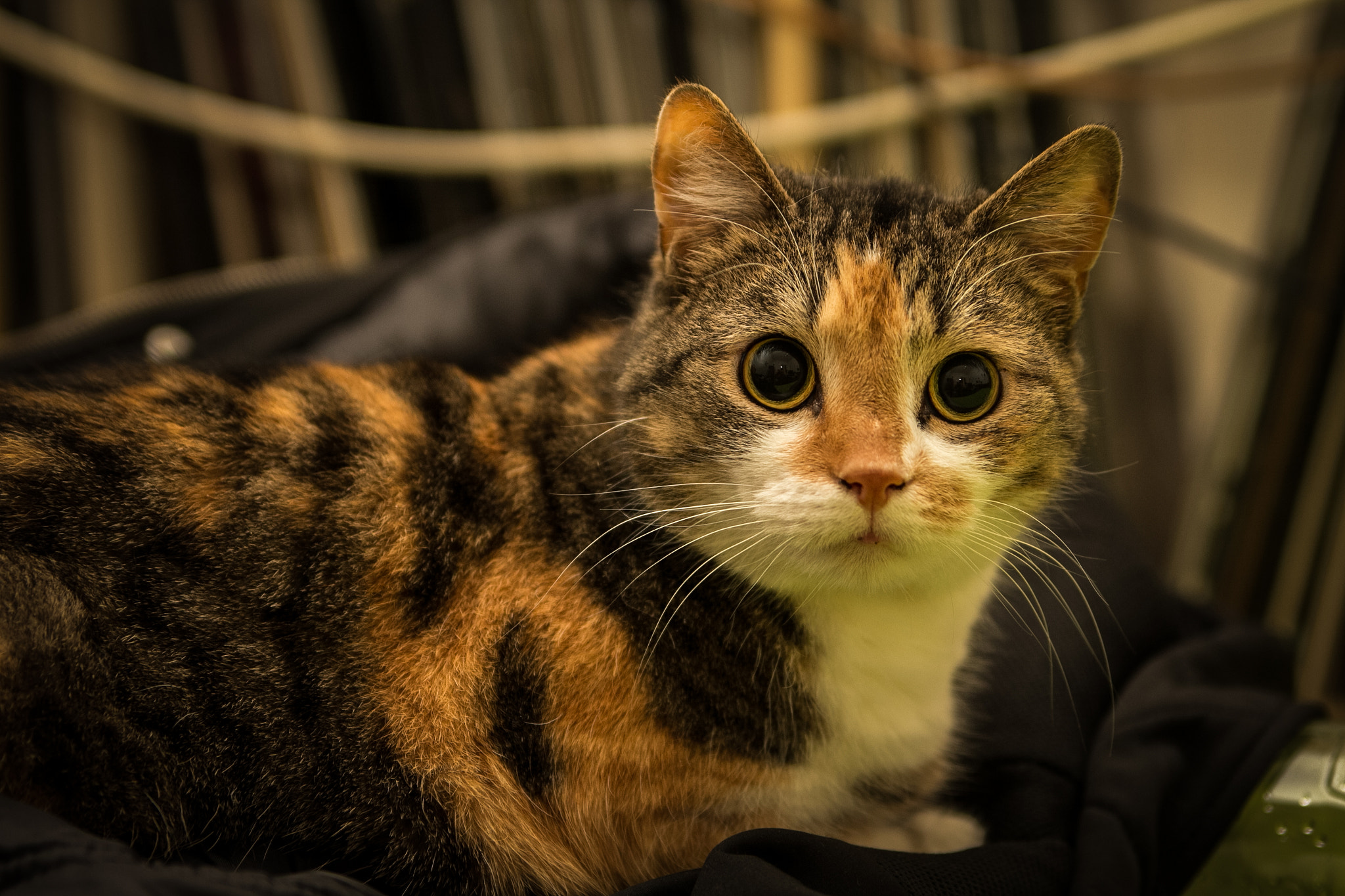 Canon EOS 60D sample photo. After cat photography
