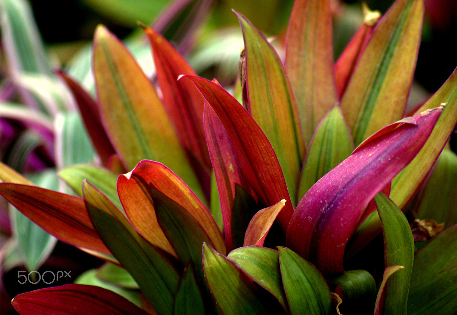 Sigma 70-300mm F4-5.6 APO DG Macro sample photo. Bromeliad foliage photography