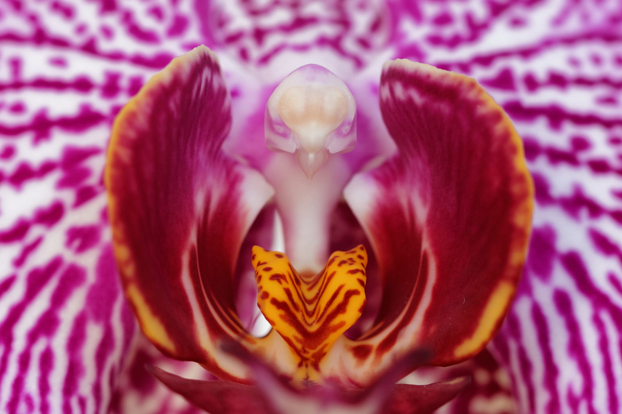 Canon EF 100mm F2.8L Macro IS USM sample photo. Angry bird orchid_img_4866cfx photography