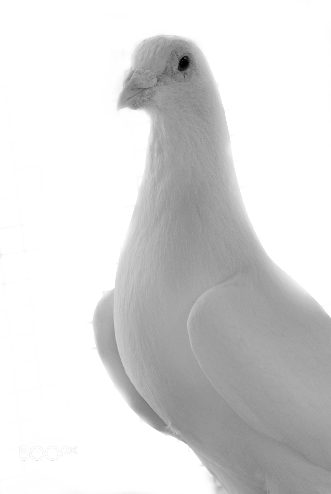 Nikon D3000 + Sigma 70-300mm F4-5.6 APO DG Macro sample photo. White racing pigeon photography