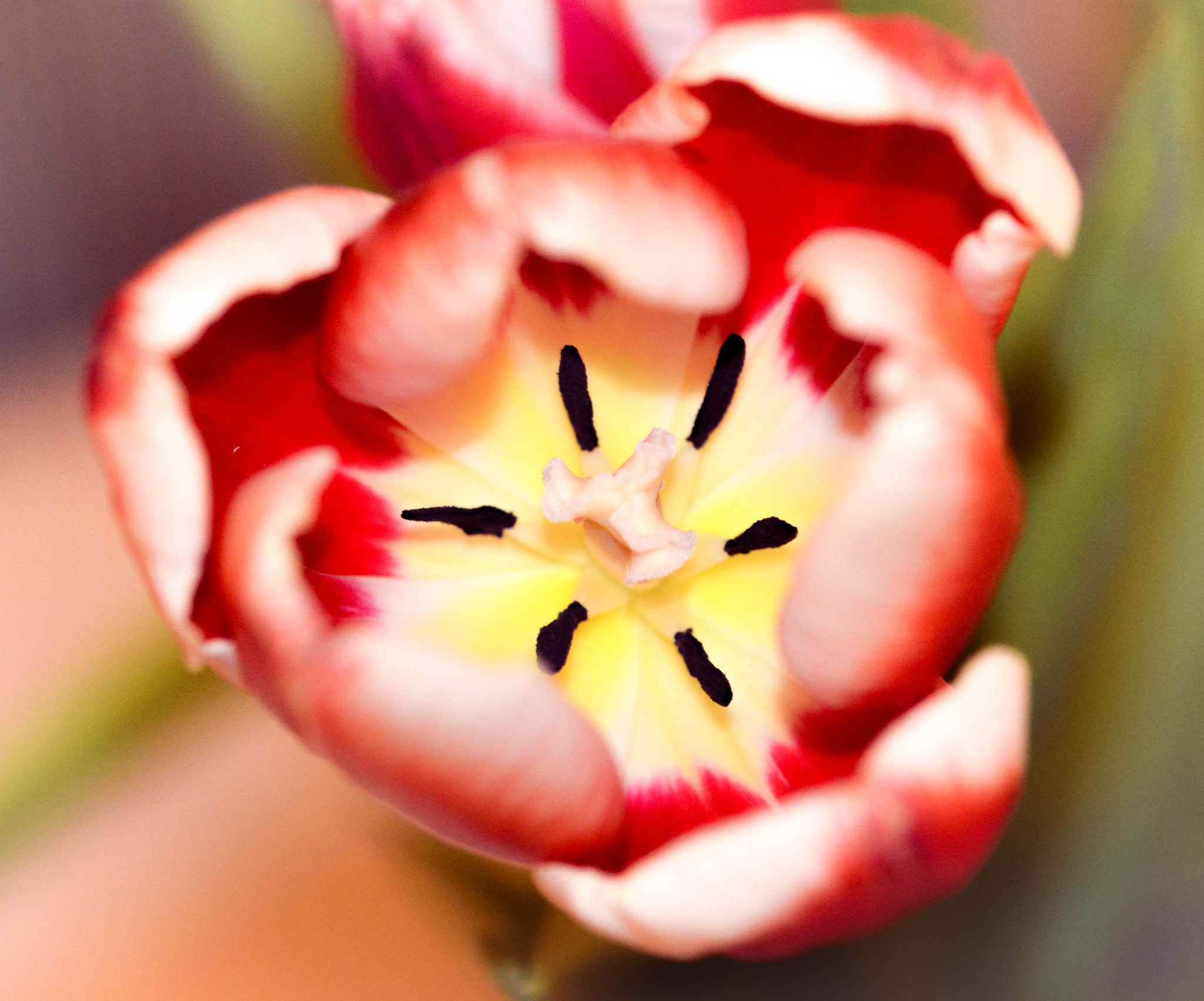 Nikon AF-S Micro-Nikkor 105mm F2.8G IF-ED VR sample photo. Flower photography