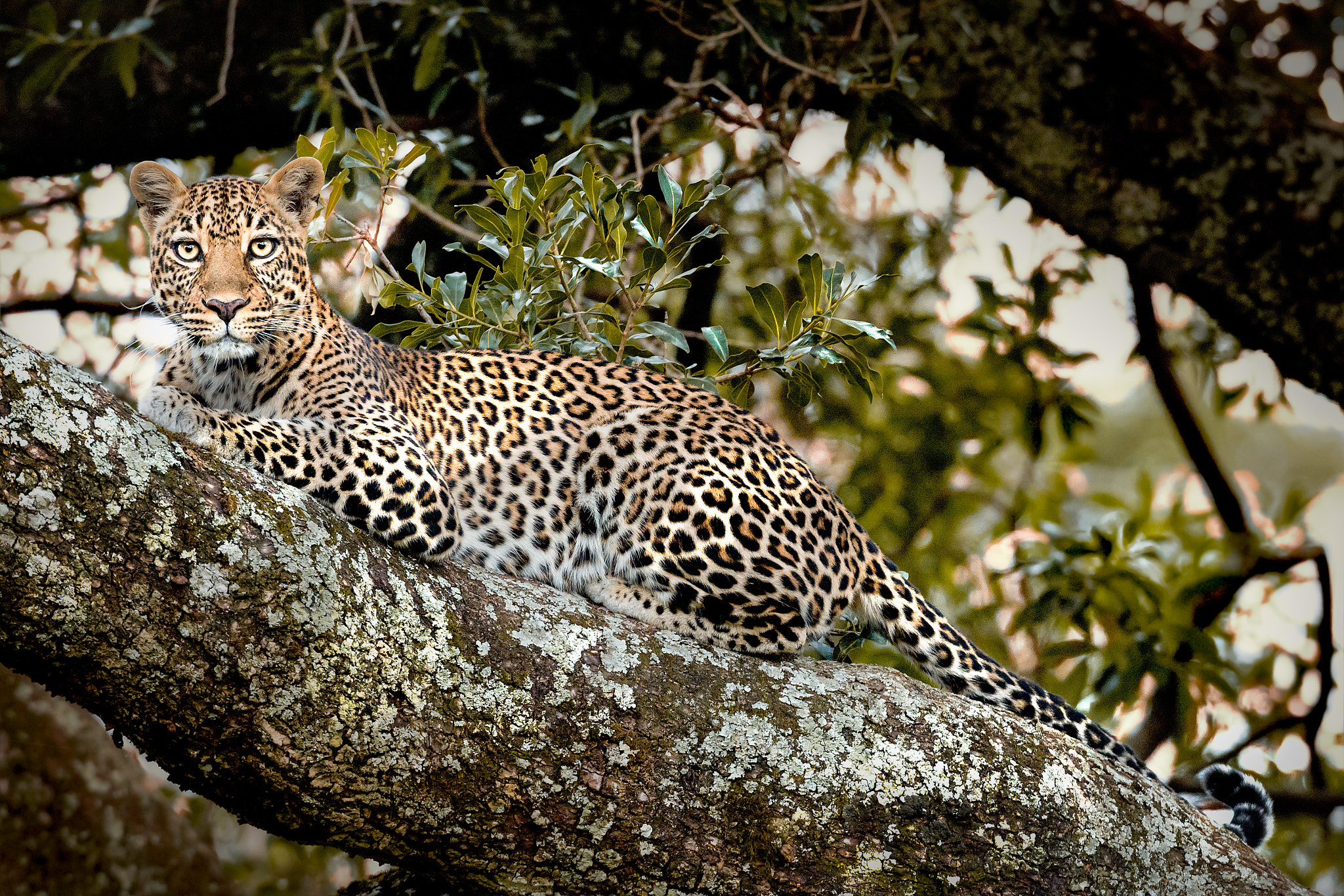 Canon EOS-1D Mark IV + Canon EF 600mm f/4L IS sample photo. Leopard in its tree photography