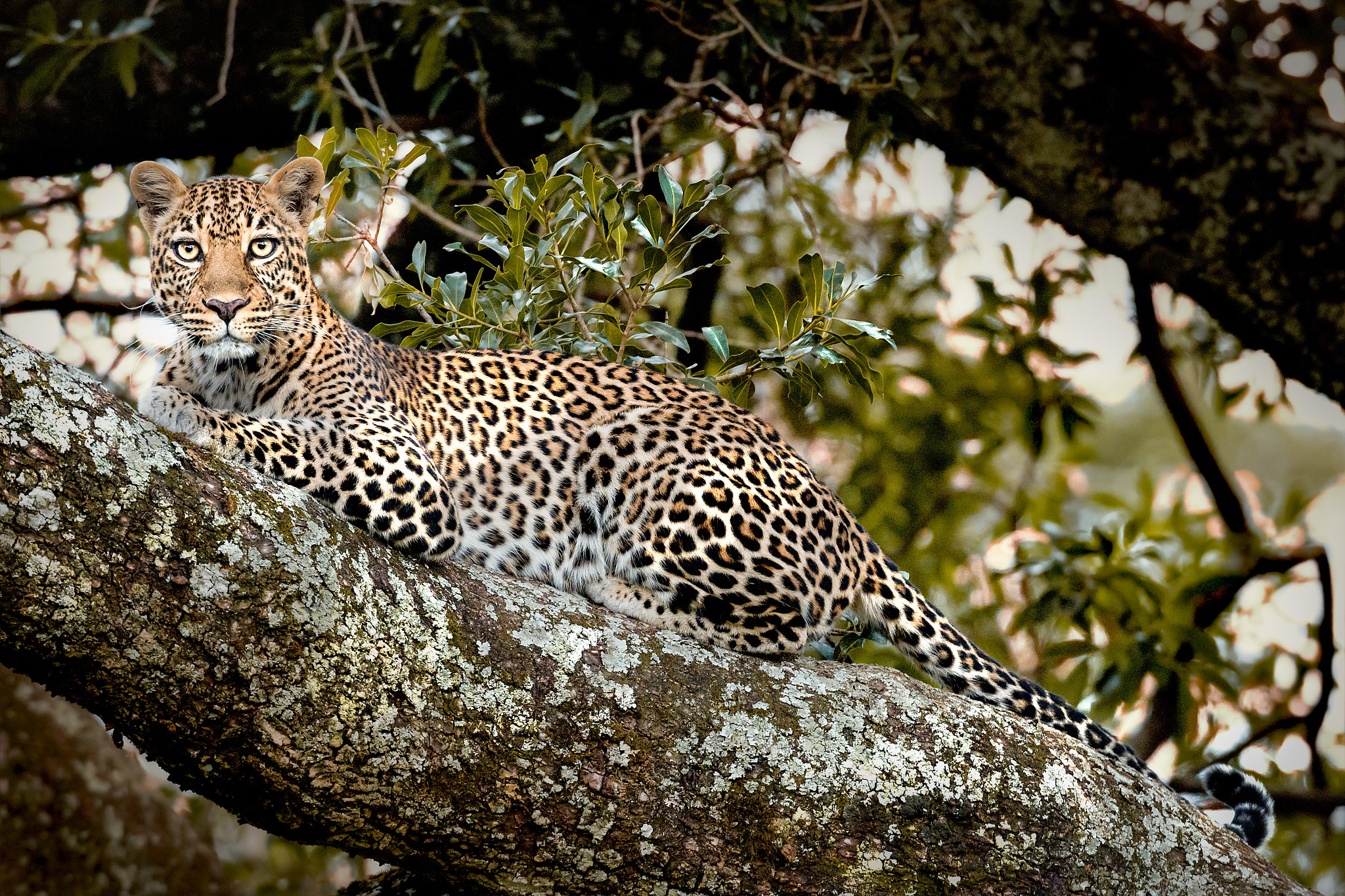 Canon EF 600mm f/4L IS sample photo. Leopard in its tree photography