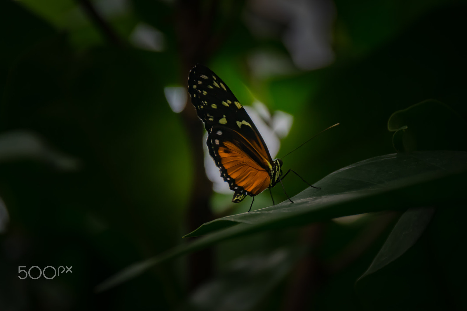Sigma 18-250mm F3.5-6.3 DC Macro OS HSM sample photo. Papillons.. photography