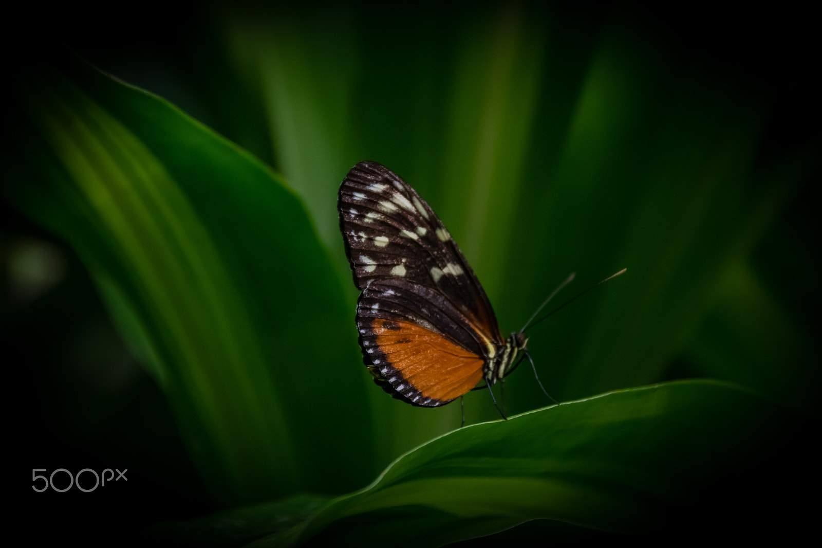 Sigma 18-250mm F3.5-6.3 DC Macro OS HSM sample photo. Papillons.. photography