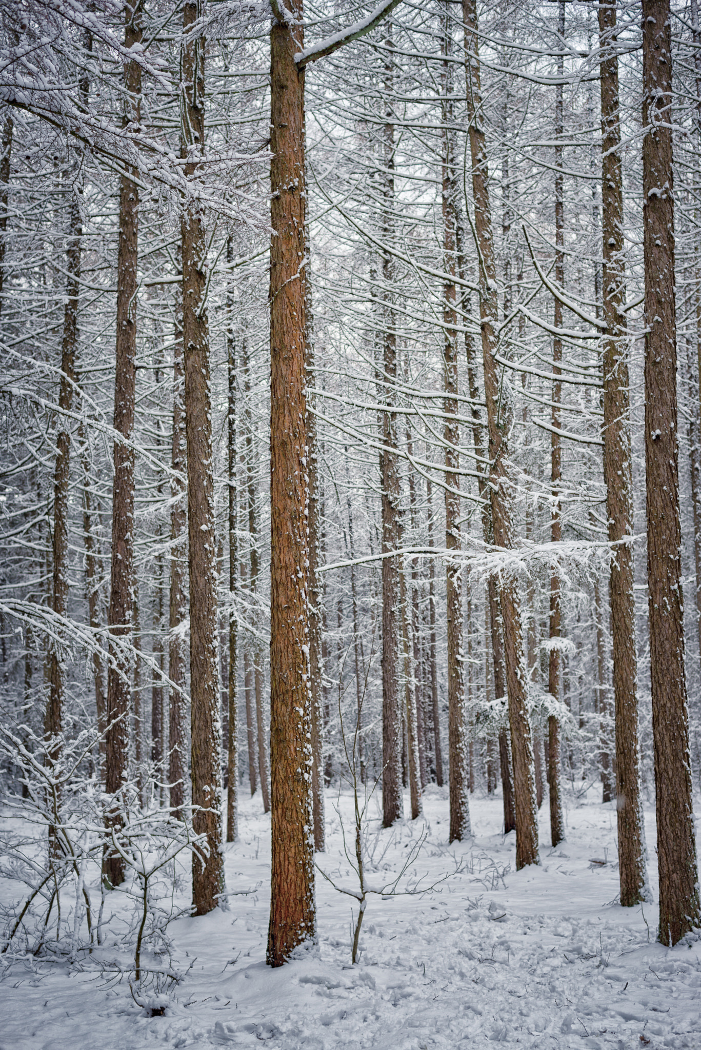 Nikon D610 + Nikon AF Nikkor 50mm F1.4D sample photo. Our winter took place in a weekend this year.. photography