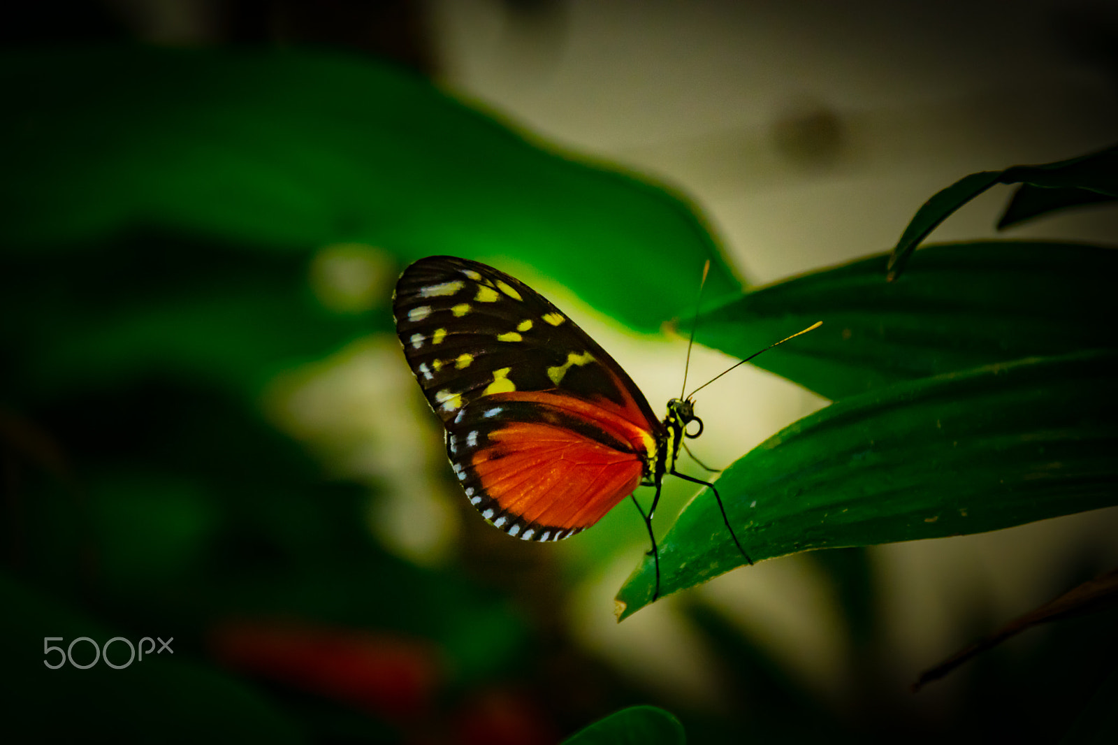 Sigma 18-250mm F3.5-6.3 DC Macro OS HSM sample photo. Papillons.. photography