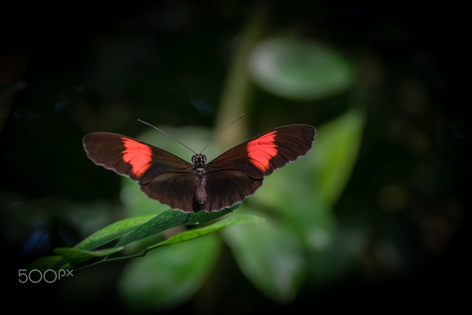 Sigma 18-250mm F3.5-6.3 DC Macro OS HSM sample photo. Papillons.. photography