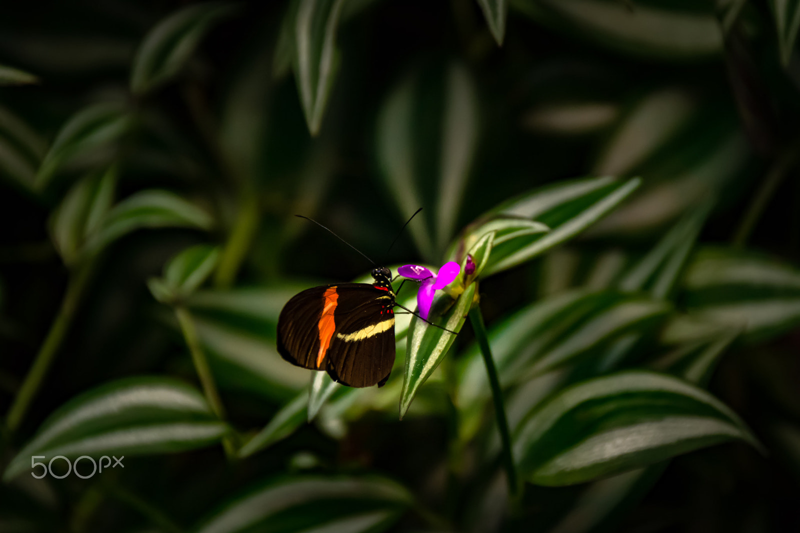 Sigma 18-250mm F3.5-6.3 DC Macro OS HSM sample photo. Papillons.. photography