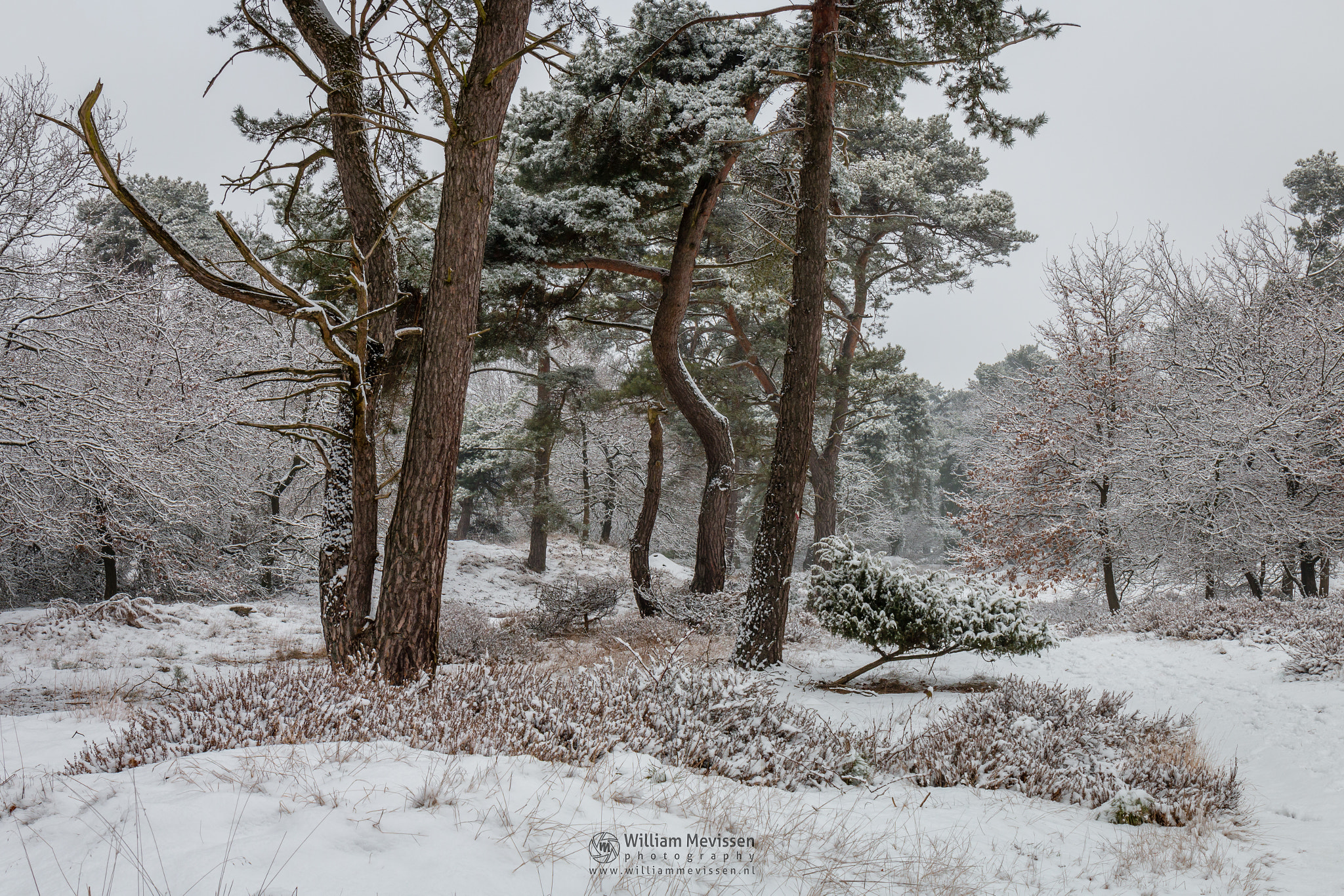 Canon EF 24-70mm F4L IS USM sample photo. Winter trees photography