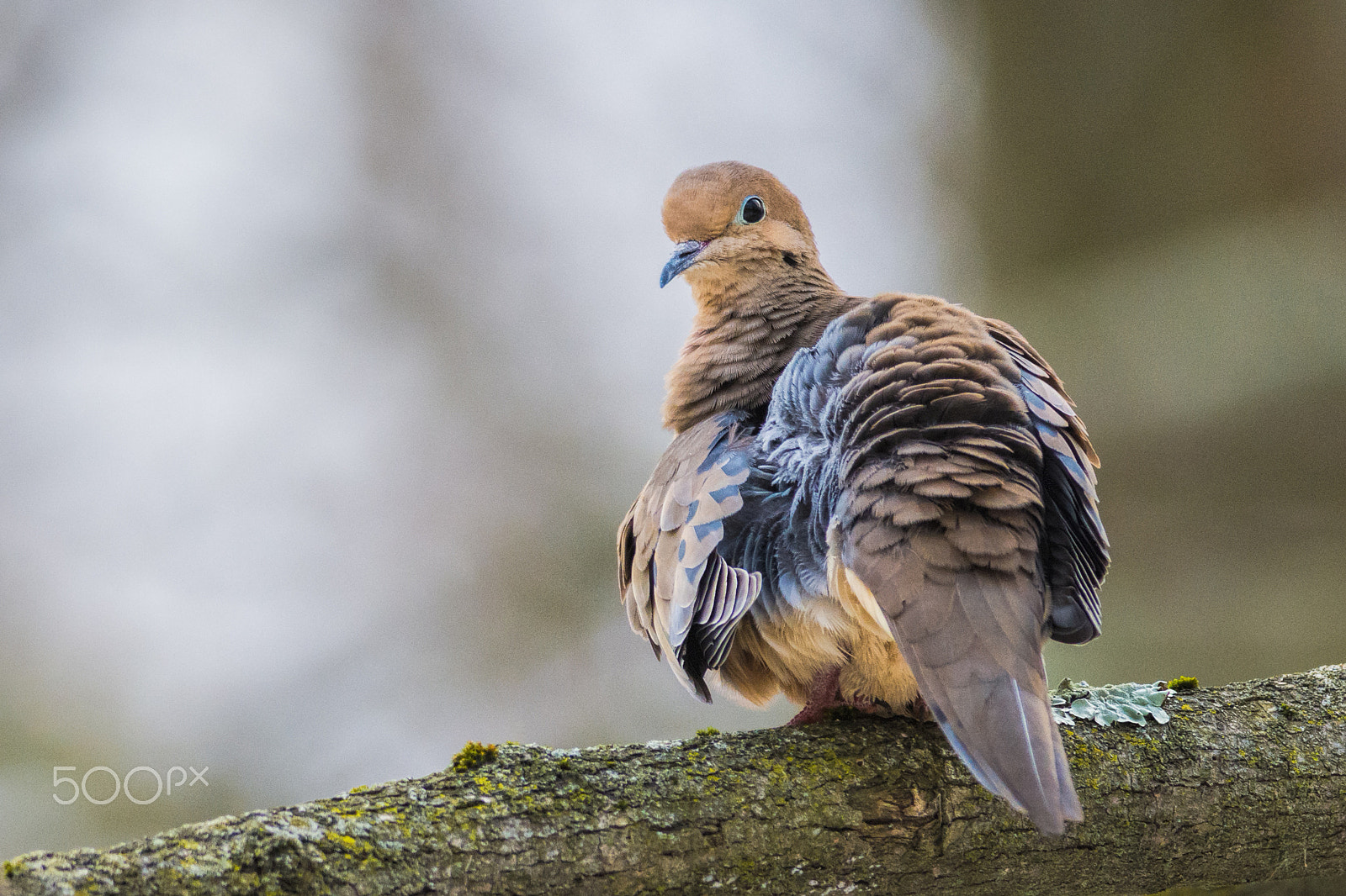 Nikon D7200 sample photo. A mourning dove photography