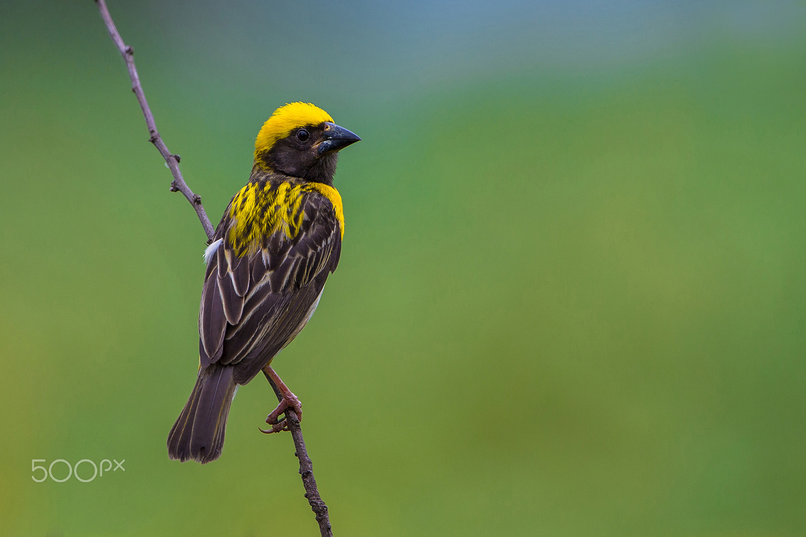 Canon EF 500mm F4L IS II USM sample photo. Baya weaver photography