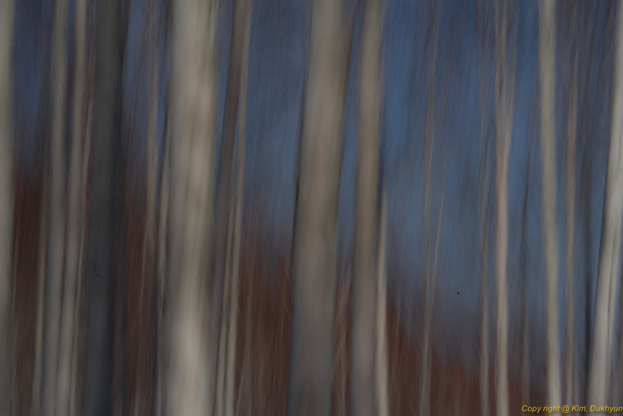Pentax K-1 sample photo. Tilted birch photography