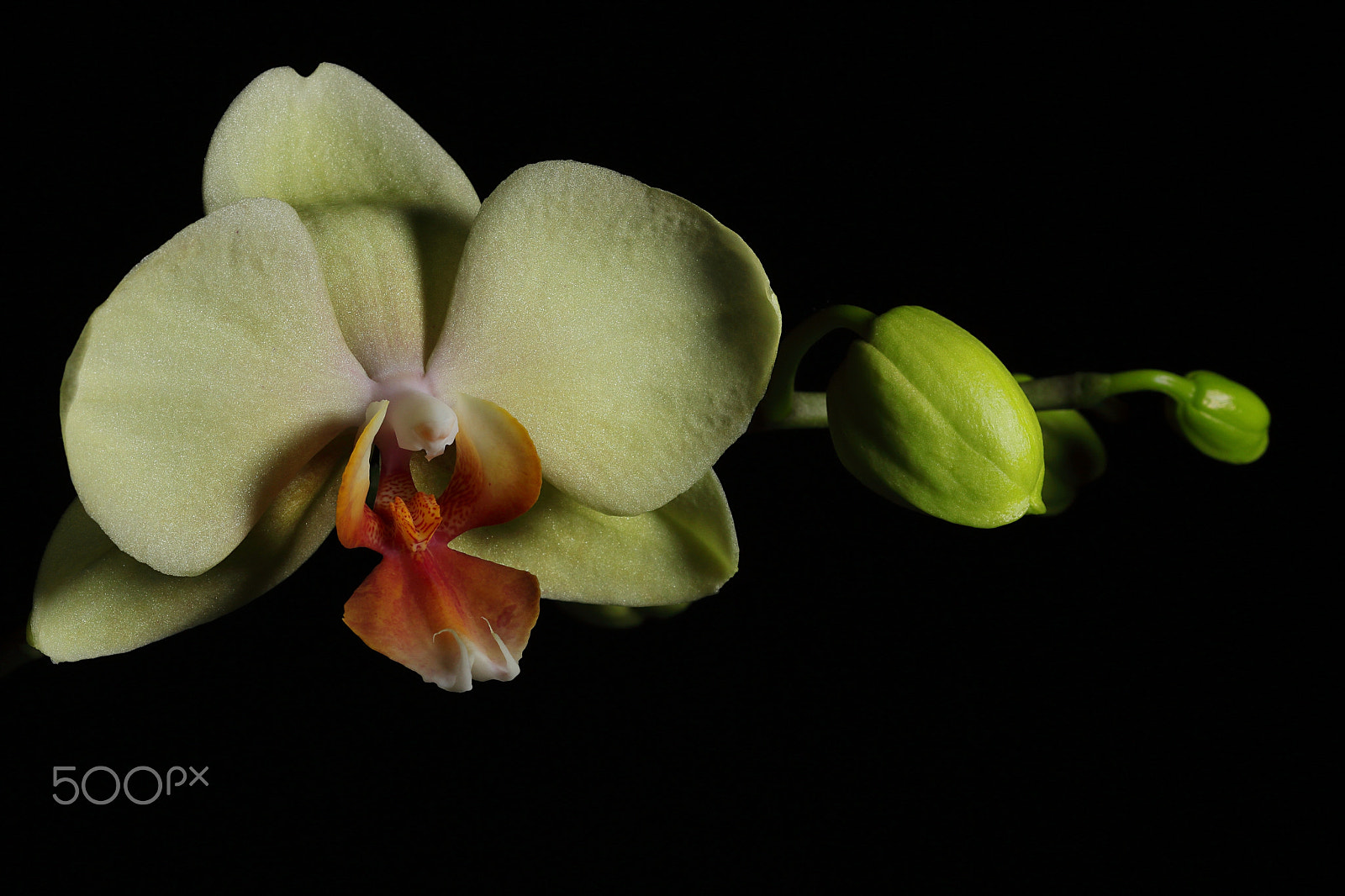 Canon EF 100mm F2.8 Macro USM sample photo. Yellow orchid with buds photography