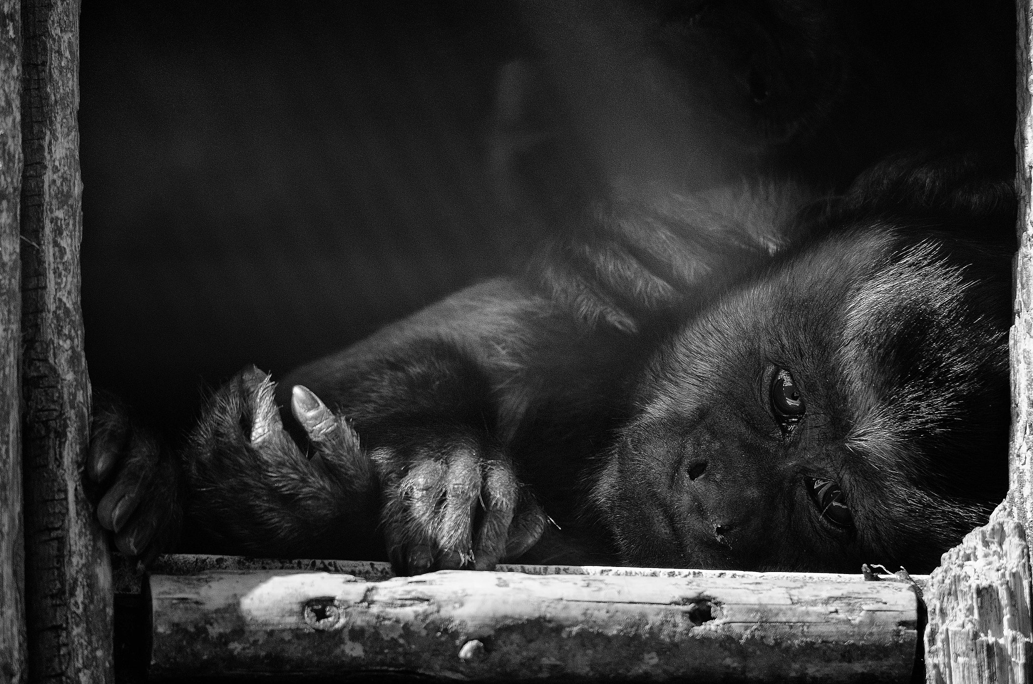 Sigma 120-400mm F4.5-5.6 DG OS HSM sample photo. Monkey photography