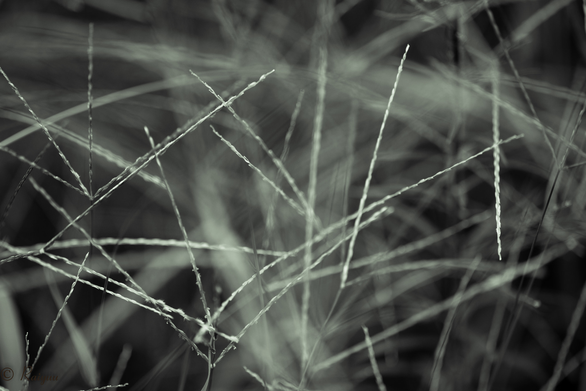 Nikon D800E + ZEISS Apo Sonnar T* 135mm F2 sample photo. Dsc_1468-2.jpg photography
