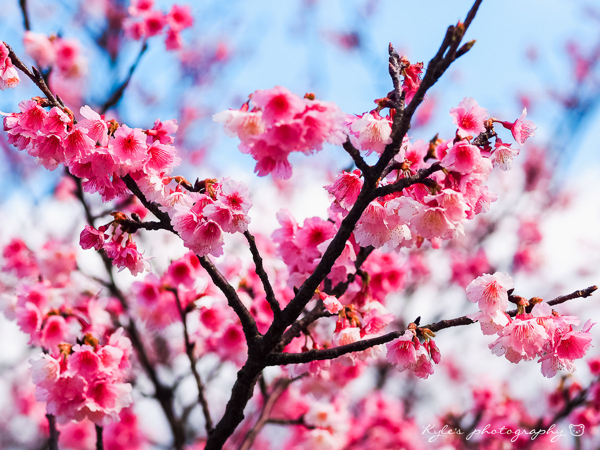 OLYMPUS 50mm Lens sample photo. 寒櫻 photography