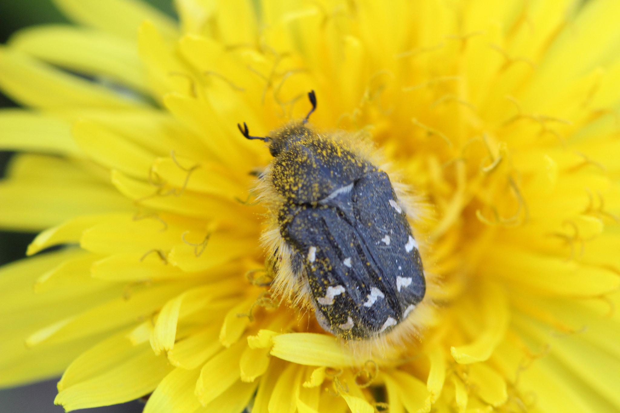 Canon EOS 600D (Rebel EOS T3i / EOS Kiss X5) + Canon EF 100mm F2.8 Macro USM sample photo. Beetle on a dandelion photography