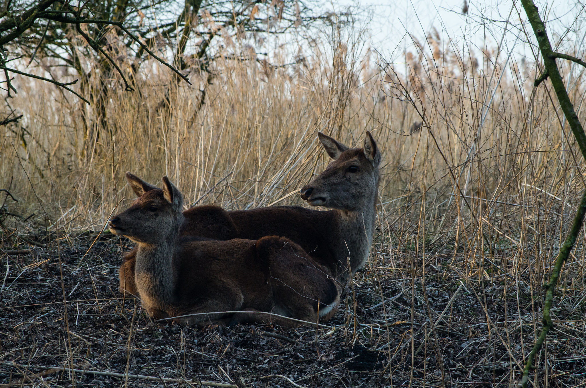 Pentax K-50 + smc Pentax-DA L 50-200mm F4-5.6 ED WR sample photo. Curious deer photography