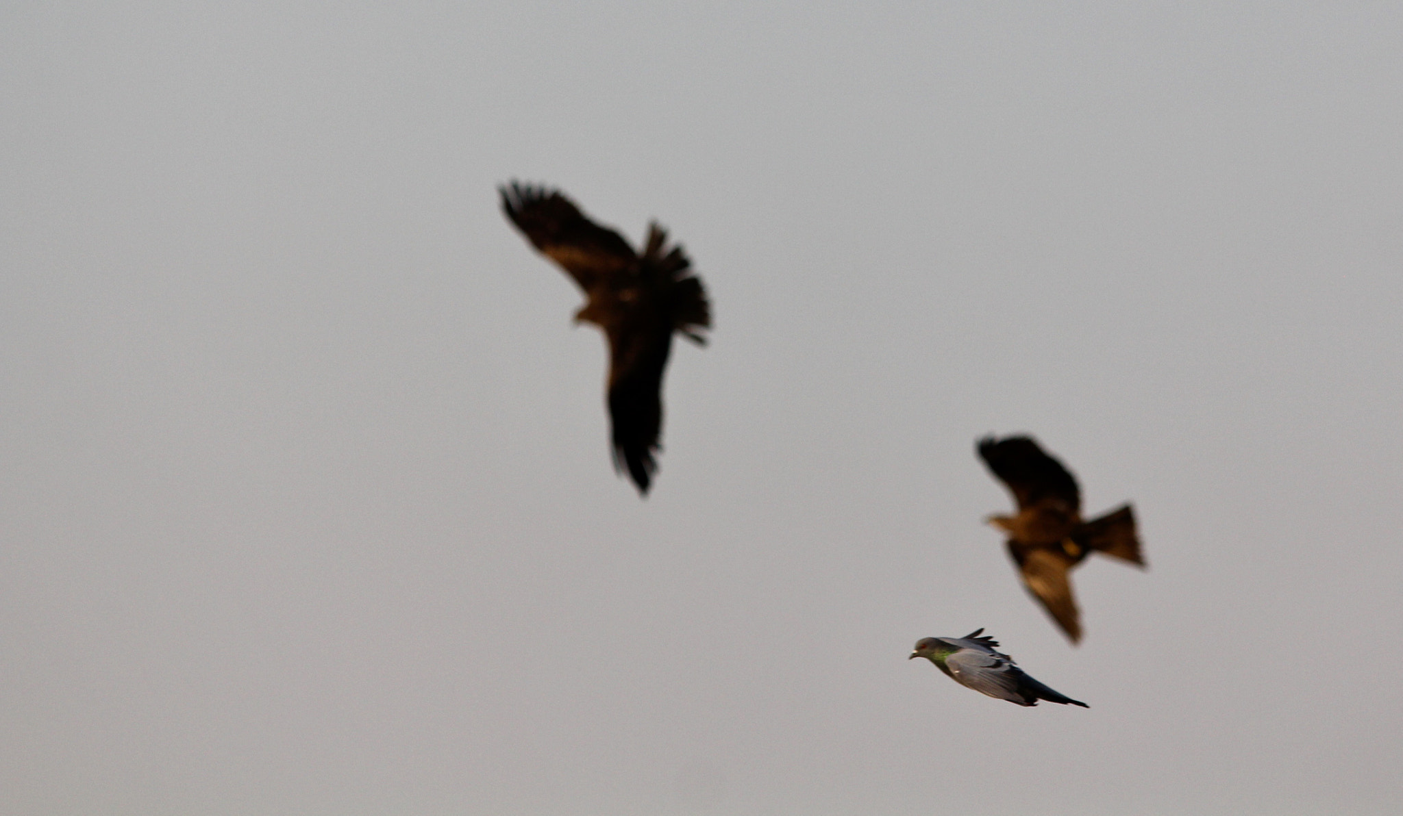 Canon EF 70-300mm F4-5.6 IS USM sample photo. Pigeon for diner photography