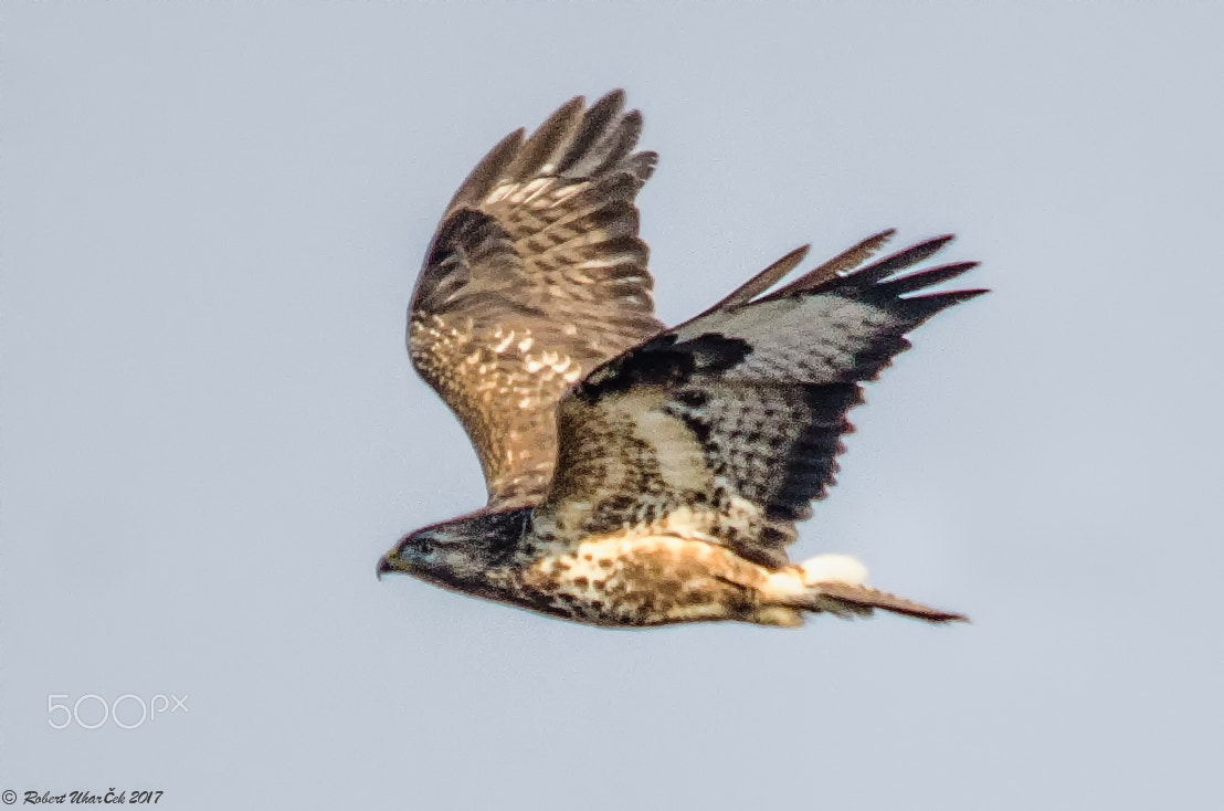 Nikon D7000 + Sigma 150-500mm F5-6.3 DG OS HSM sample photo. Buteo buteo in flight photography