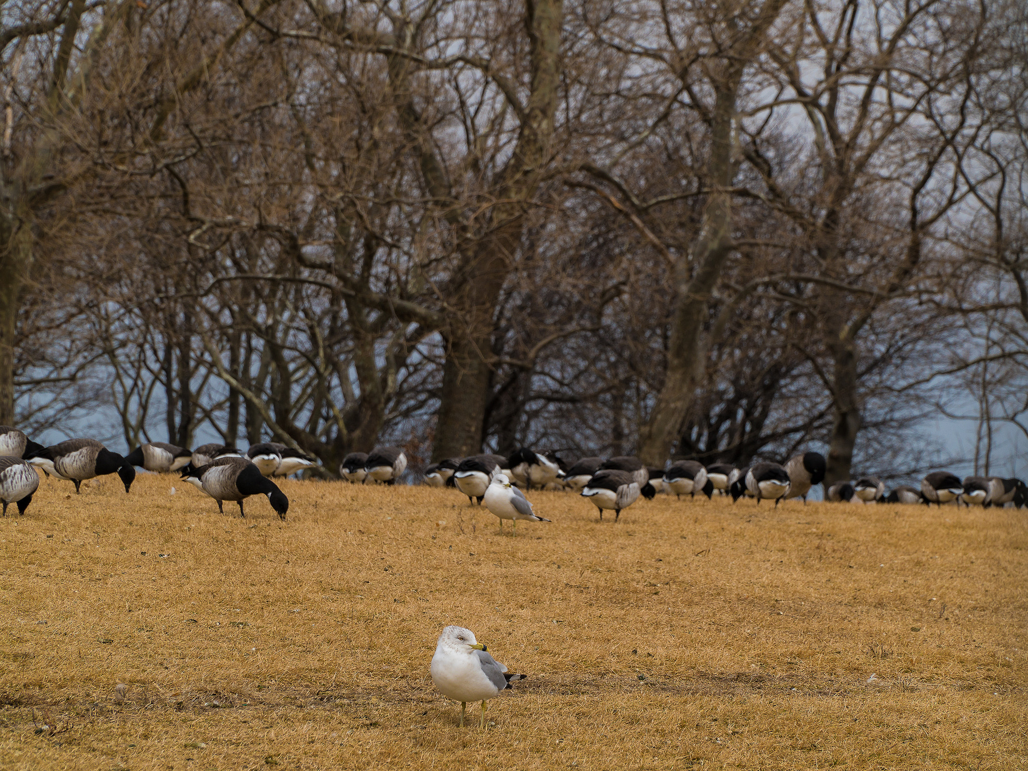 Sony E PZ 18-105mm F4 G OSS sample photo. Your doppelganger is right behind photography