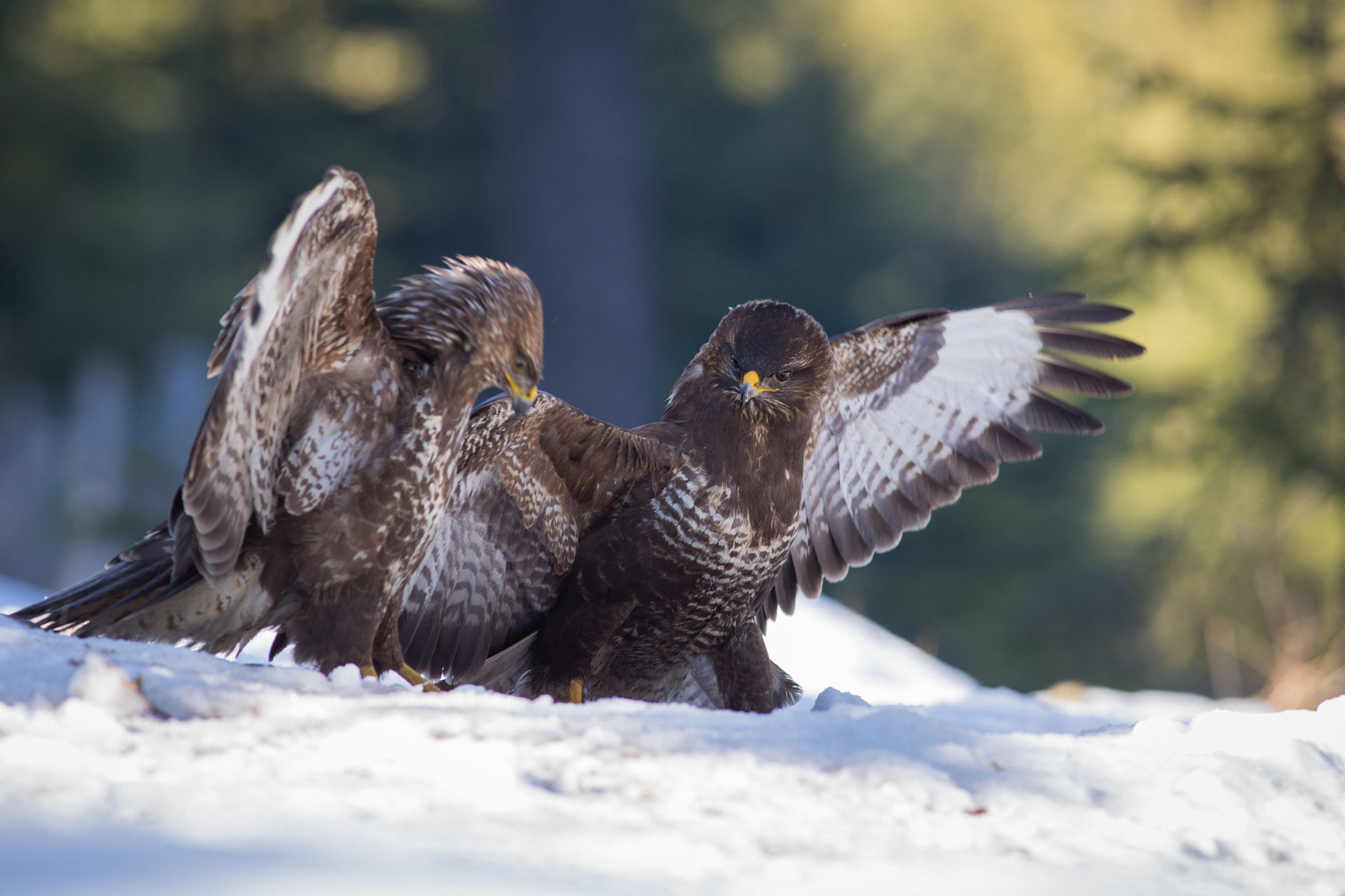 Canon EF 400mm F5.6L USM sample photo. Káně lesní (buteo buteo)

 photography