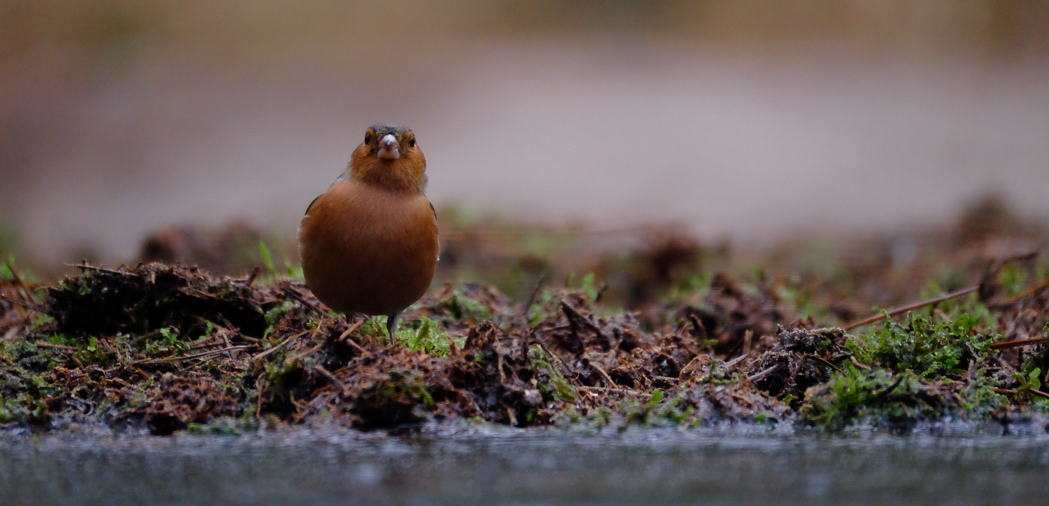 Fujifilm XF 100-400mm F4.5-5.6 R LM OIS WR sample photo. Common chaffinch photography