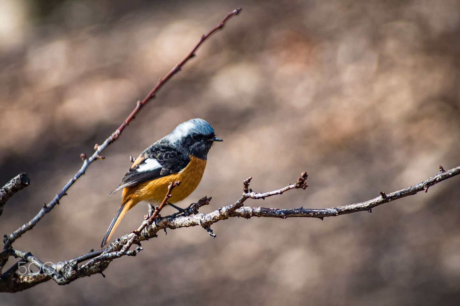 Pentax K-S2 + Sigma sample photo. Daurian redstart photography