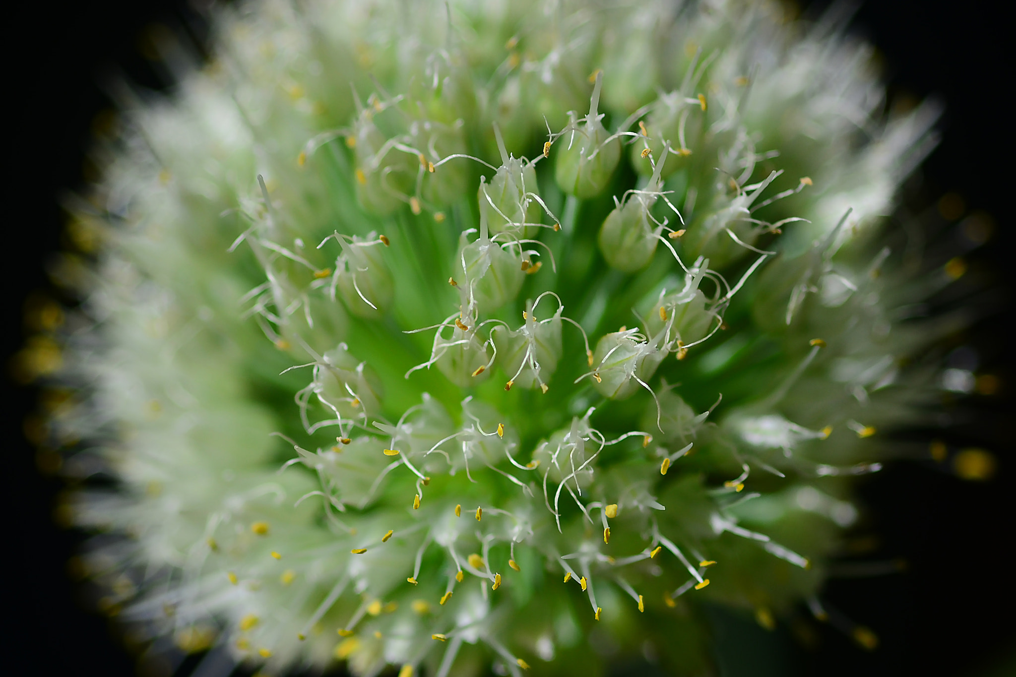 Nikon D7000 sample photo. Spring onion flower photography