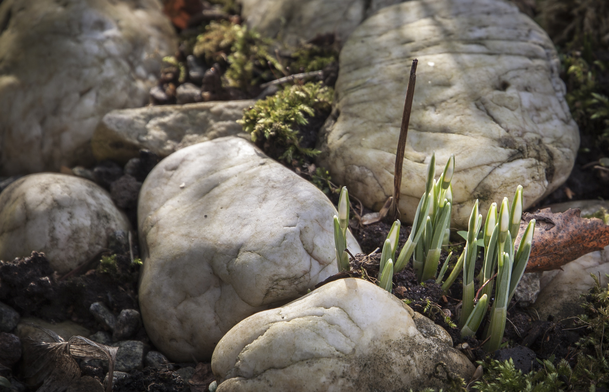 Canon EF 24-105mm F3.5-5.6 IS STM sample photo. Spring awakening photography