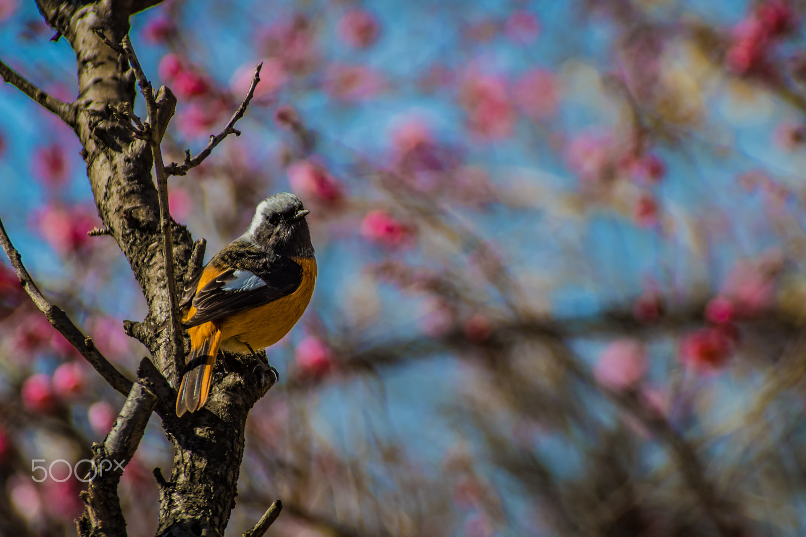 Pentax K-S2 + Sigma sample photo. Daurian redstart photography