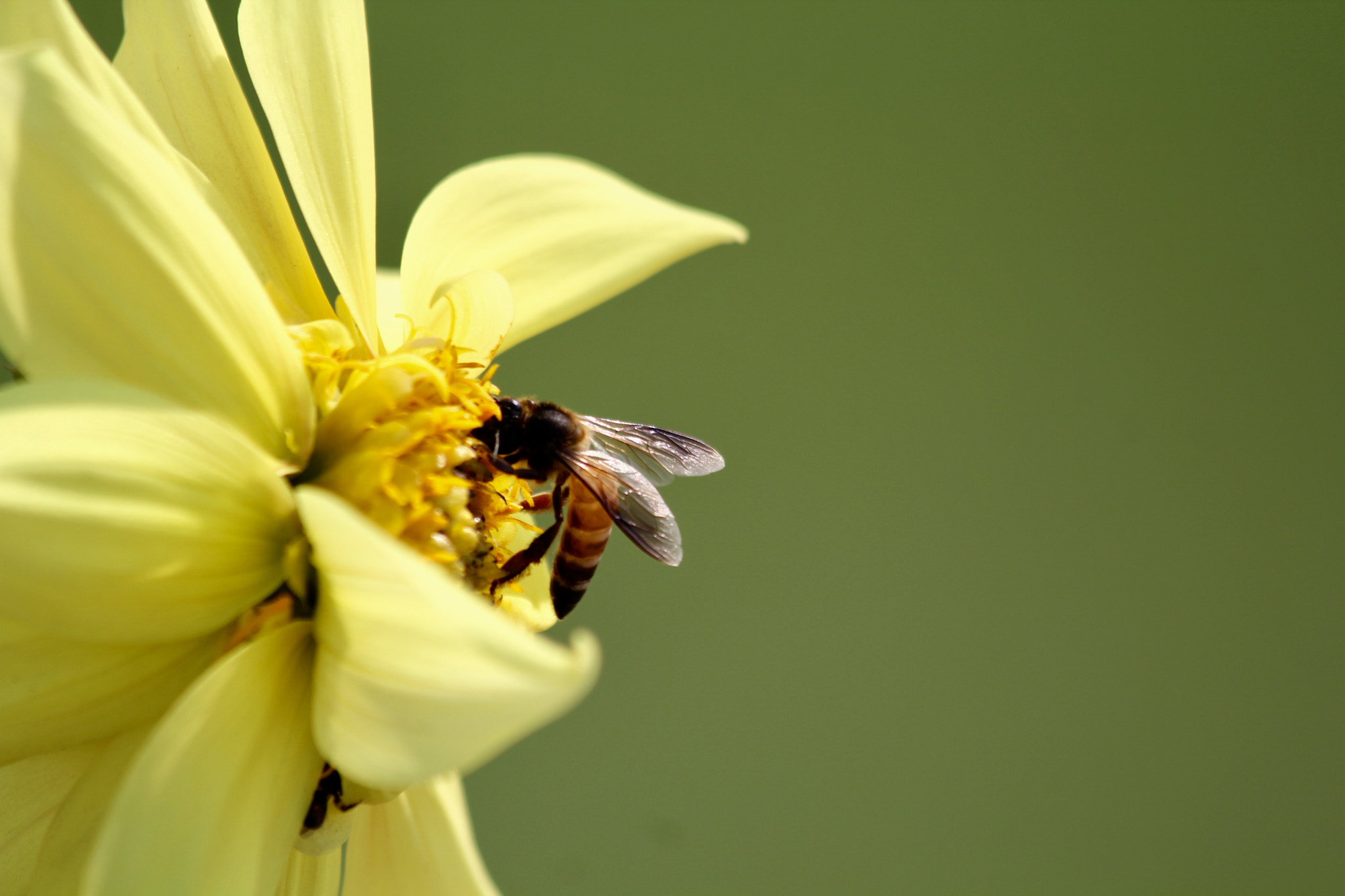 Canon EF 70-300mm F4-5.6 IS USM sample photo. Bee on yellow fower photography