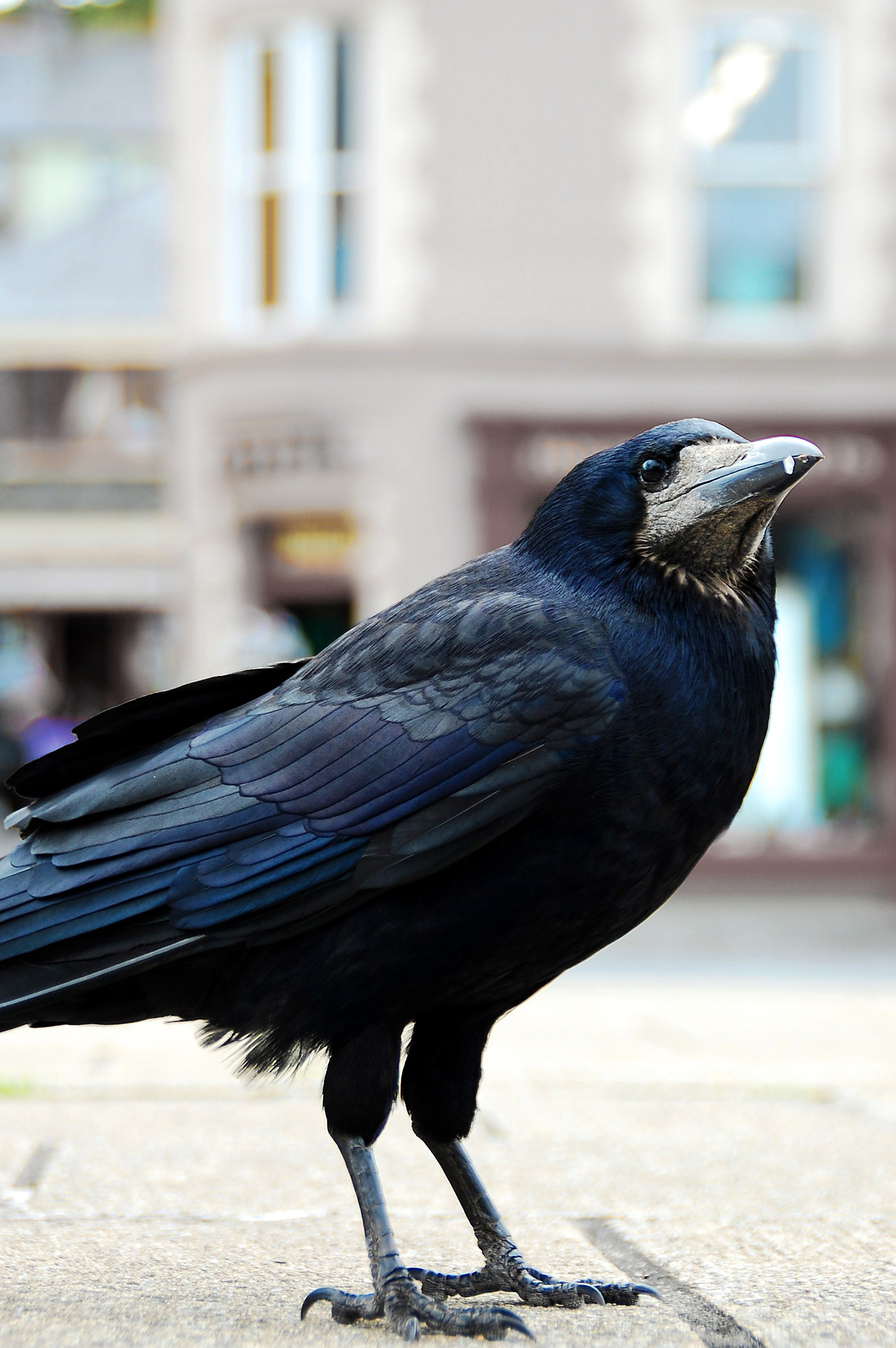 Nikon D40 sample photo. Nevermore photography