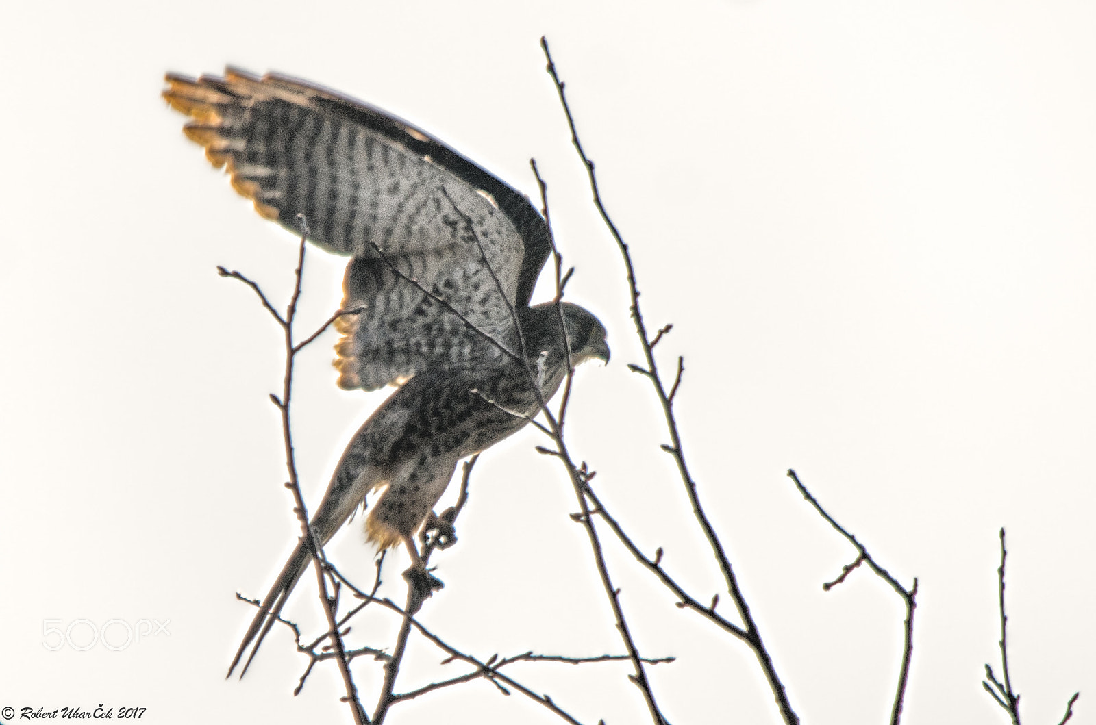 Sigma 150-500mm F5-6.3 DG OS HSM sample photo. Falco - kestrel - poštolka photography