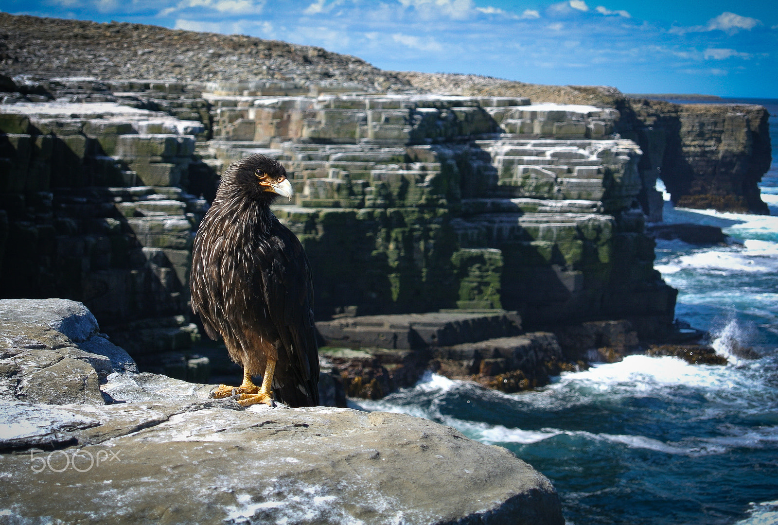 Nikon 1 J2 sample photo. Striated caracara, adult photography