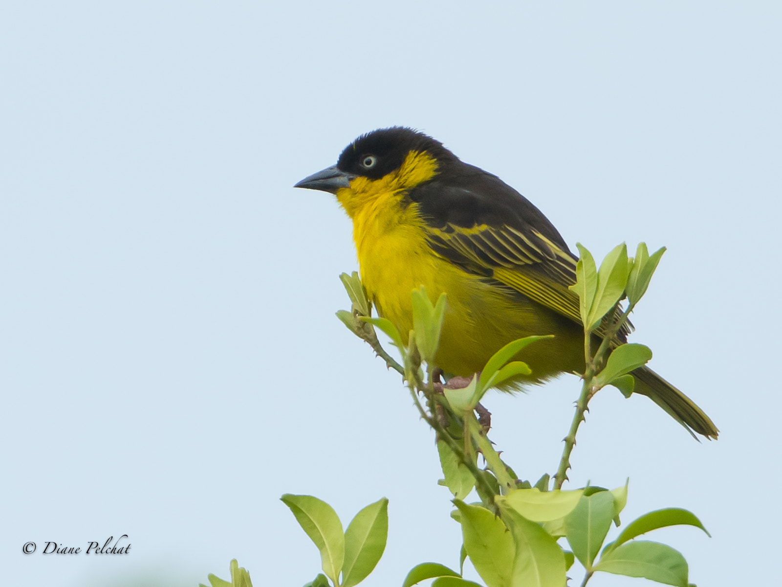 Canon EF 300mm F2.8L IS II USM sample photo. Baglafecht weaver photography