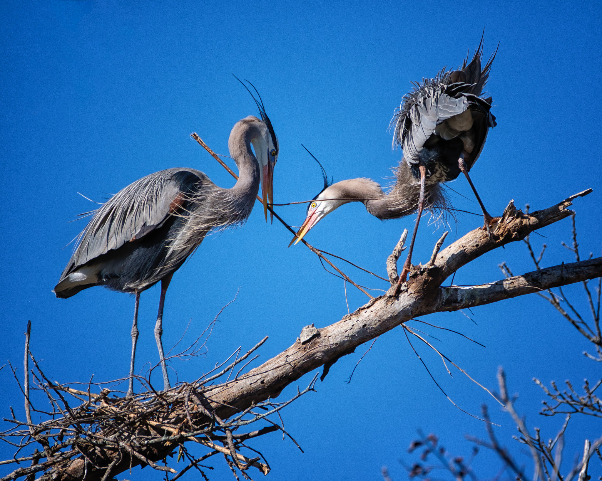 Fujifilm X-T2 + XF100-400mmF4.5-5.6 R LM OIS WR + 1.4x sample photo. Teamwork - nest building photography