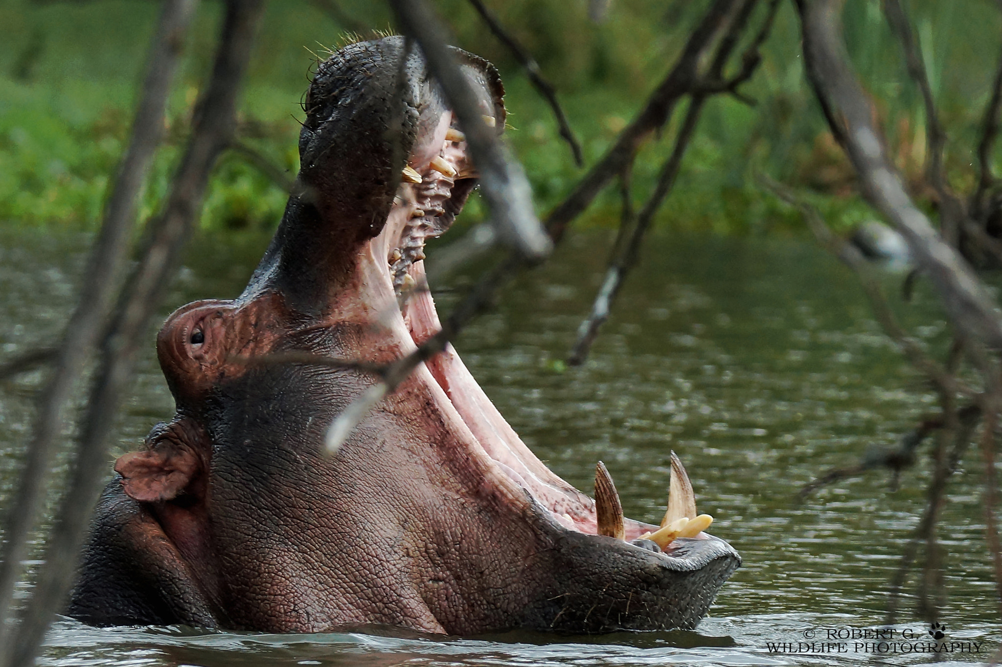 Sony SLT-A77 sample photo. Lake naivasha hippo photography