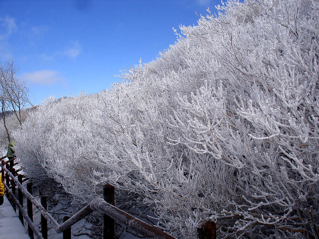 Sony DSC-W100 sample photo. Winter photography